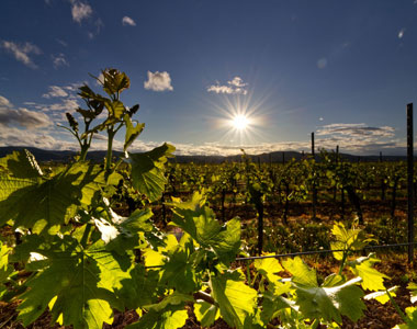 Territorio winery 2020